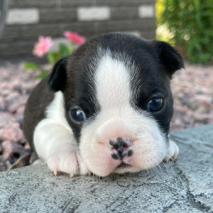 Boston Terrier Puppy Annie