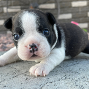 Boston Terrier Puppy Annie