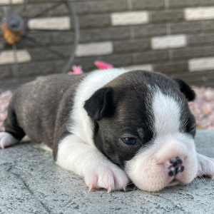 Boston Terrier Puppy Annie