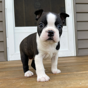 Boston Terrier Puppy Annie