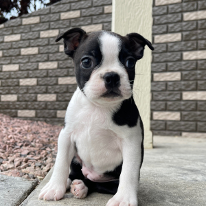 Boston Terrier Puppy Annie