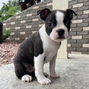 Boston Terrier Puppy Annie