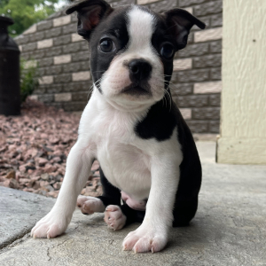 Boston Terrier Puppy Annie
