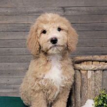 Bernedoodle Puppy Georgie