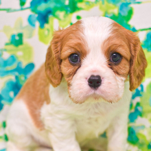 Cavalier King Charles Spaniel Puppy Boomer