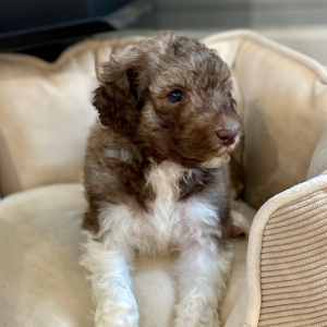 Poodle Puppy Rjay