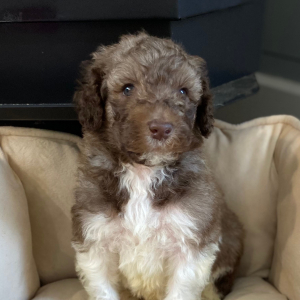 Poodle Puppy Rjay