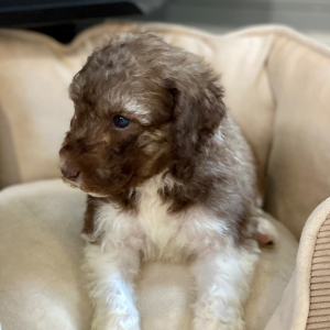 Poodle Puppy Rjay