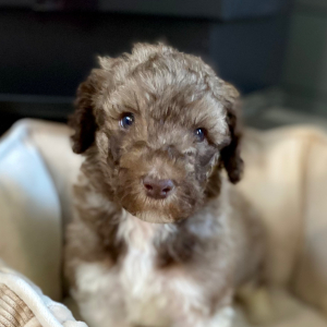 Poodle Puppy Rjay