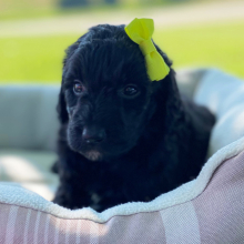 Labradoodle Puppy Beverly