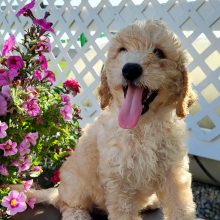 Goldendoodle Puppy JR