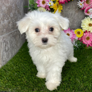 Maltese Puppy Lorenzo