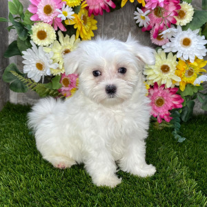 Maltese Puppy Lorenzo