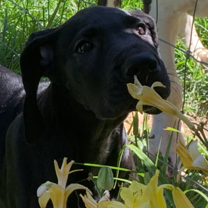 Great Dane Puppy Lola