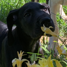Great Dane Puppy Lola