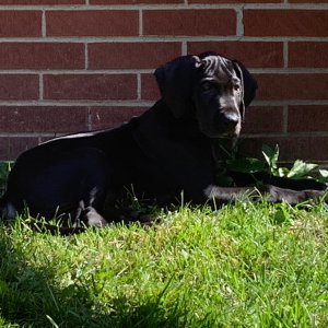 Great Dane Puppy Lola