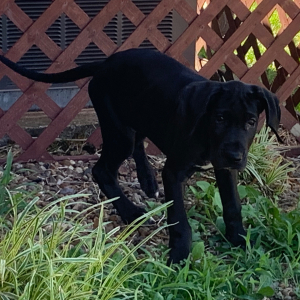 Great Dane Puppy Lola
