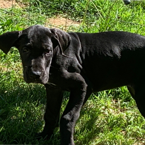 Great Dane Puppy Lola