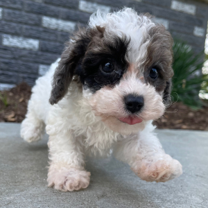 Bichonpoo Puppy Anna