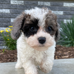 Bichonpoo Puppy Anna