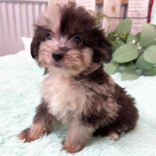 Aussiedoodle Puppy Frankie