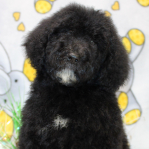 Goldendoodle Puppy Clover