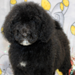 Goldendoodle Puppy Clover