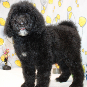 Goldendoodle Puppy Clover