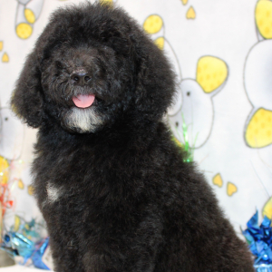 Goldendoodle Puppy Clover