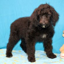 Goldendoodle Puppy Clover