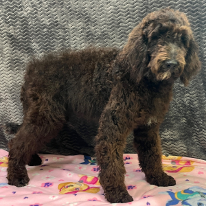 Goldendoodle Puppy Clover