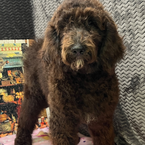 Goldendoodle Puppy Clover