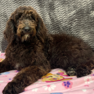 Goldendoodle Puppy Clover