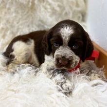 English Springer Spaniel Puppy Augie