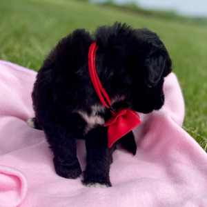 Aussiedoodle Puppy Chase