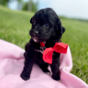 Aussiedoodle Puppy Chase