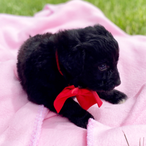 Aussiedoodle Puppy Chase