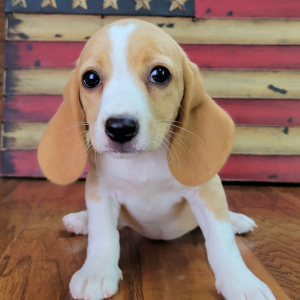 Beagle Puppy Tilly