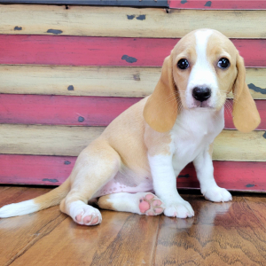 Beagle Puppy Tilly