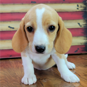 Beagle Puppy Tilly