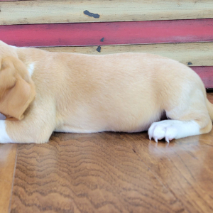 Beagle Puppy Tilly