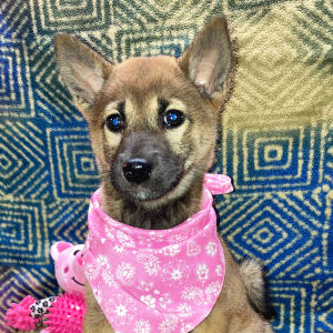 Shiba Inu Puppy Tamami