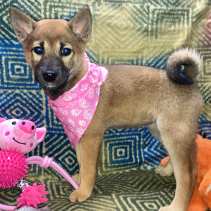 Shiba Inu Puppy Tamami