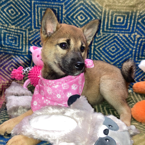 Shiba Inu Puppy Tamami