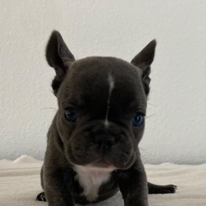 French Bulldog Puppy Adele