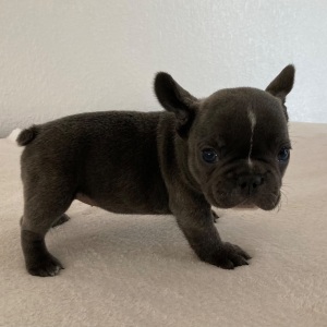 French Bulldog Puppy Adele