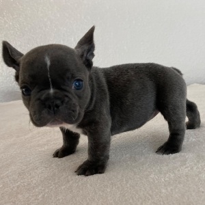 French Bulldog Puppy Adele
