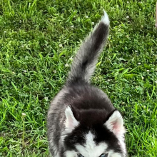 Siberian Husky Puppy Teddy