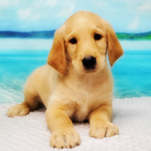 Labradoodle Puppy Ozzie