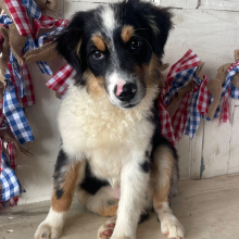 Australian Shepherd Puppy Indie